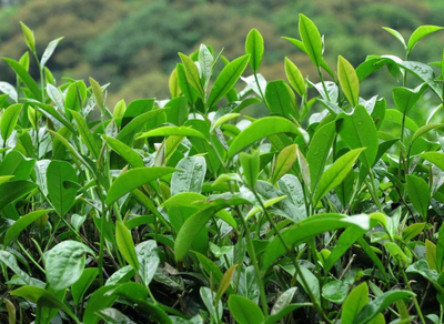 茶树种植不能过于稀疏,也不能过于紧密,应该如何合理密植茶树?