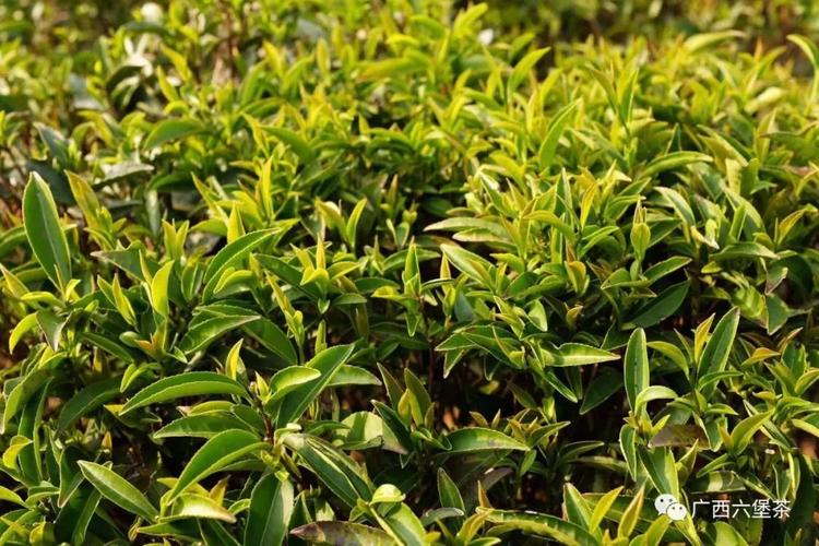 群体种的茶树形态丰富,有大叶,中叶,小叶还有紫压,红芽,绿芽,有乔木