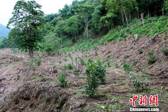 发现有大面积茶树并有若干林木被人为围剥及砍伐,种植范围不断蚕食