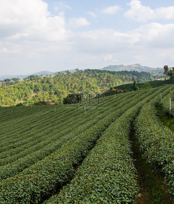 茶树,泰国,种植园,农场,北
