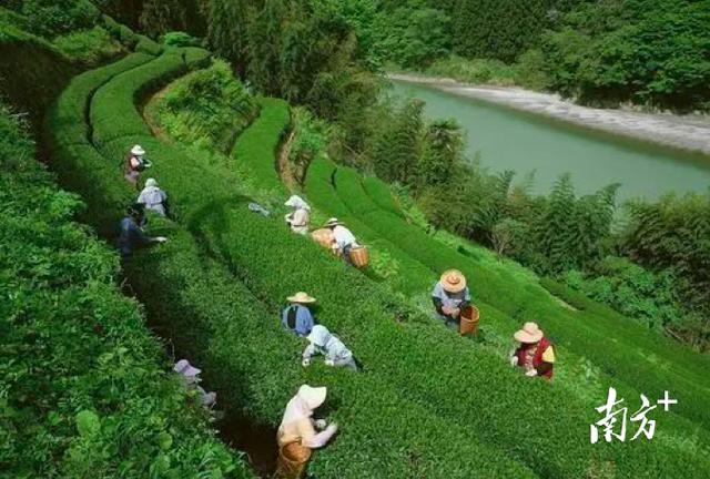编者按:中国是世界上最大的茶叶种植国,有着全球最多的饮茶人口,全国