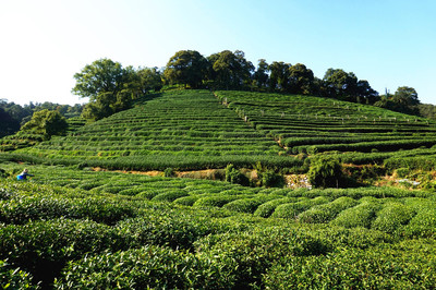 种植在山坡上的茶树林素材图片