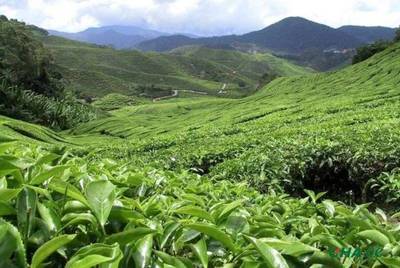 我国最北的茶叶种植区域在哪里?看完就懂了!