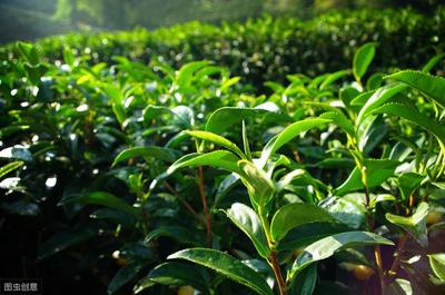 种植茶树可以用沼气池里的猪粪吗?效果怎么样?听听茶农的说法