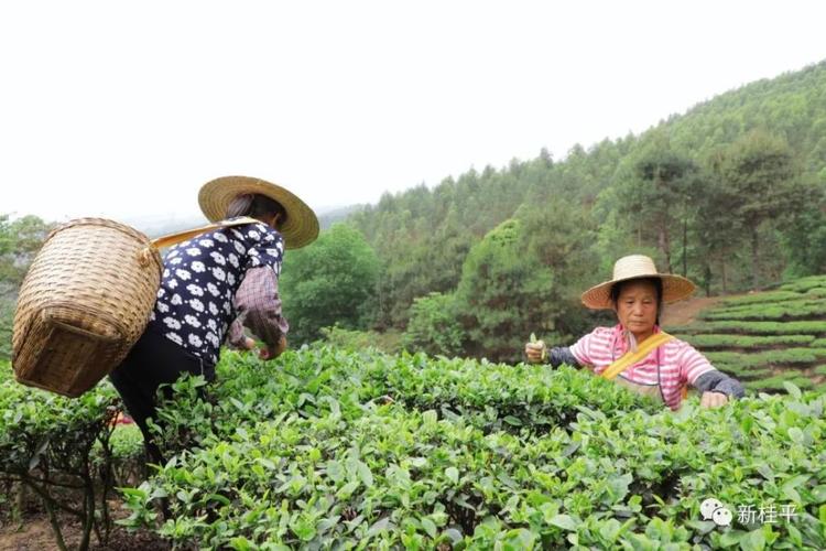 蒙圩茶也是蒙圩镇的特色农业之一,该镇共种植有近千亩的茶树,这些茶树