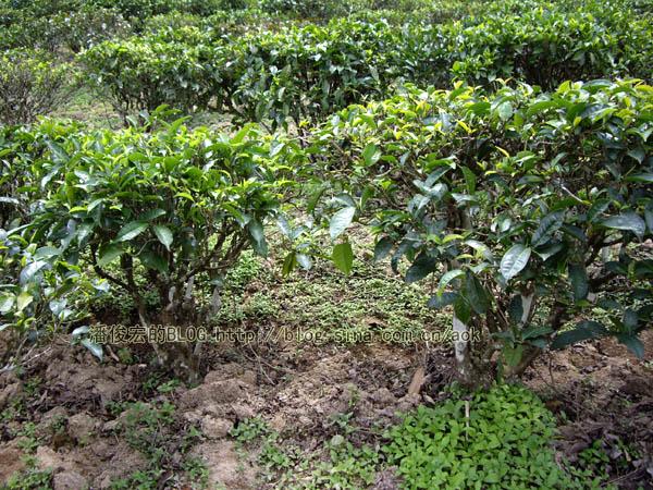 布朗山布朗族种植茶树的传统/潘俊宏2007年5月28日记
