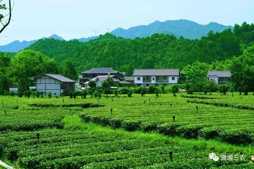 低氟茶树品种与配套栽培技术